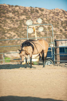 DWP FREE HORSE STOCK 639