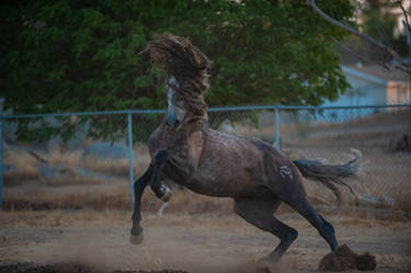 DWP FREE HORSE STOCK 692