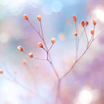 fragile. by impatienss