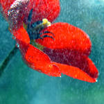 under the rain by impatienss