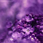 lilac. by impatienss