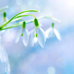 snowdrops... by impatienss