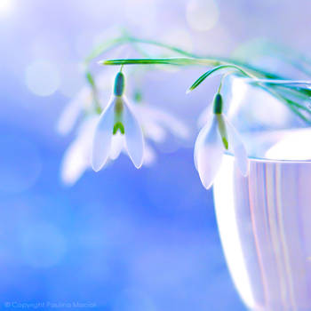 snowdrops..... by impatienss