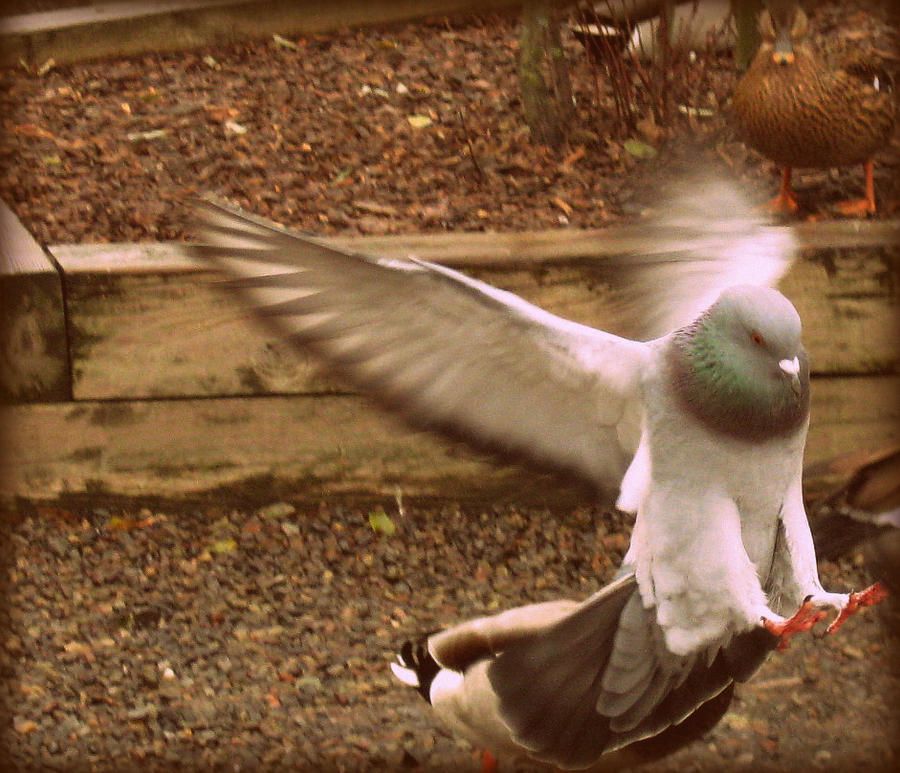 Landing Gear