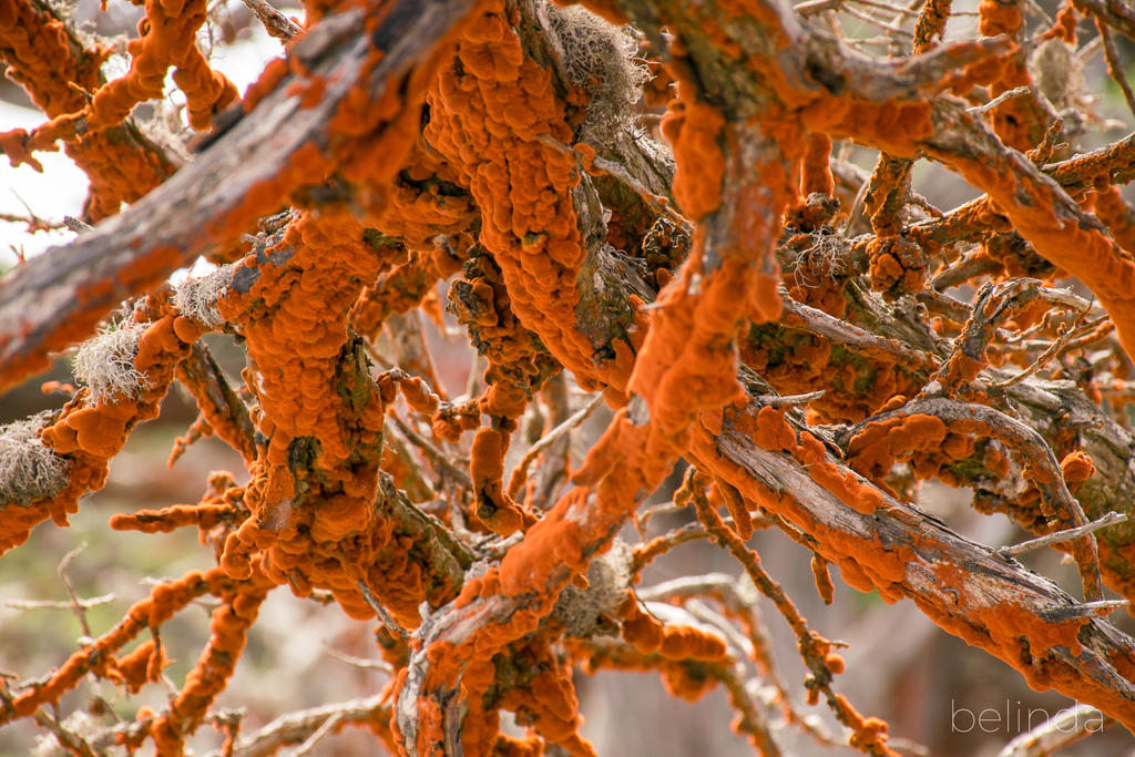 Cypress Tree Rust Cypress Trees - Fungus by beliboo on DeviantArt