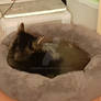 Casper in his donut