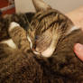 Kip closeup