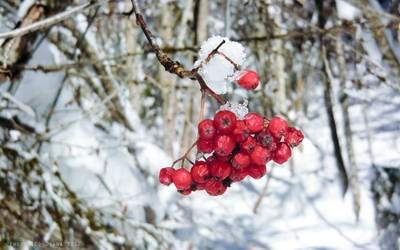 In the snow