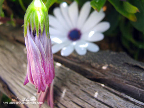 beautiful flowers