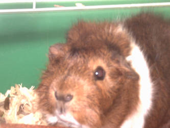 My Cute guinea pig Lenny