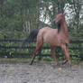 Bay Arabian Horse Stock