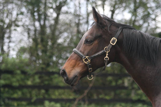 Bay Horse Head Stock