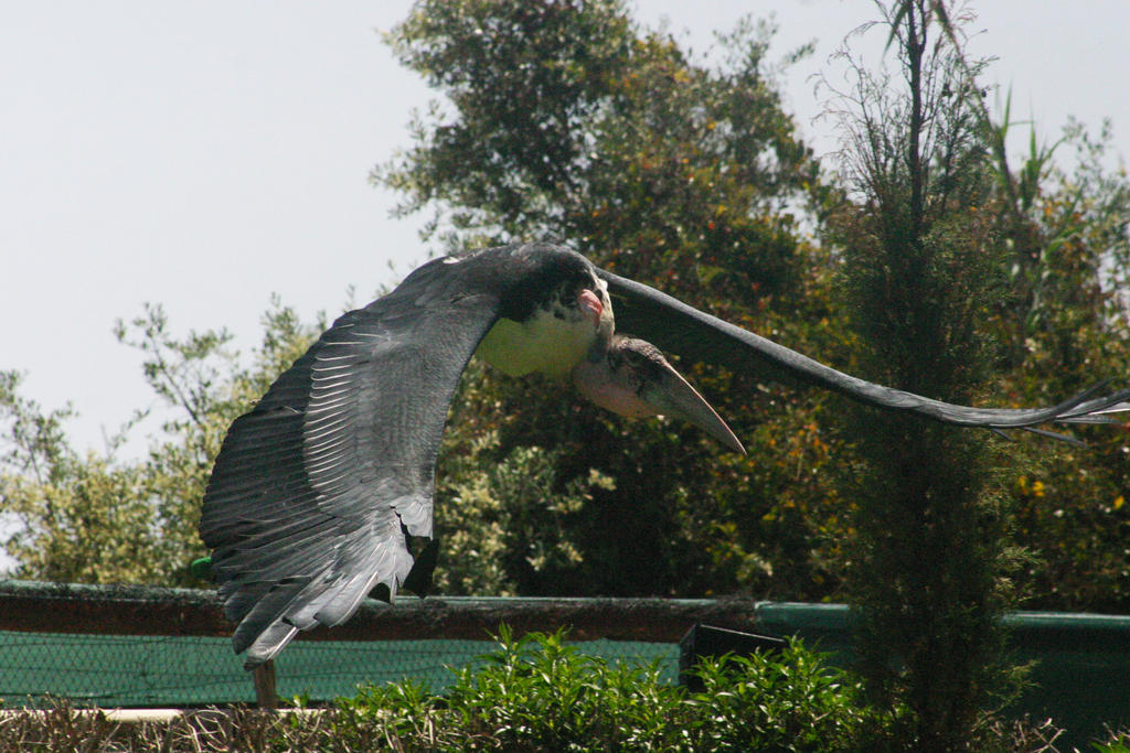 Maribu Stork/Wings Stock