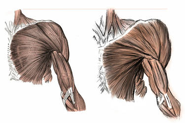 ANATOMY - Shoulder and Bicep Muscles