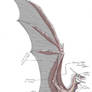 Dragon Wing and Chest Anatomy