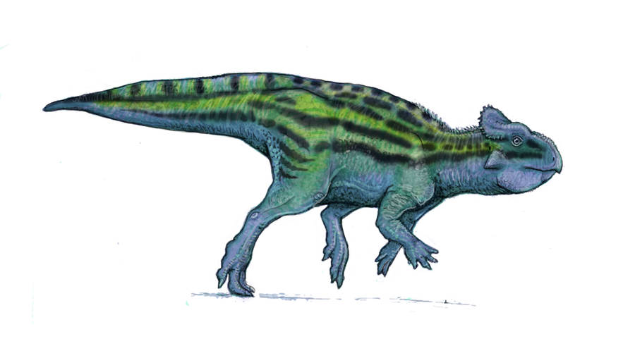 Ceratopsian by Ashere