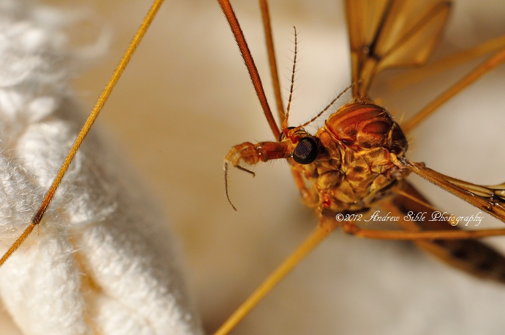 Crane Fly