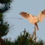 Fly a Kite