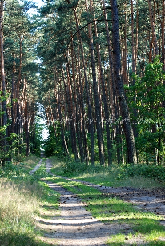 into the woods