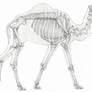 Camel Skeleton