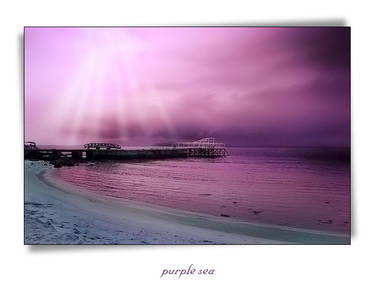 Purple sea