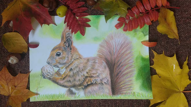 Squirrel in autumn