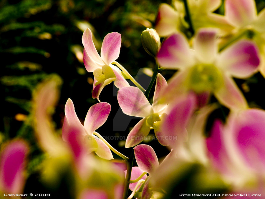 Singapore Botanical Gardens