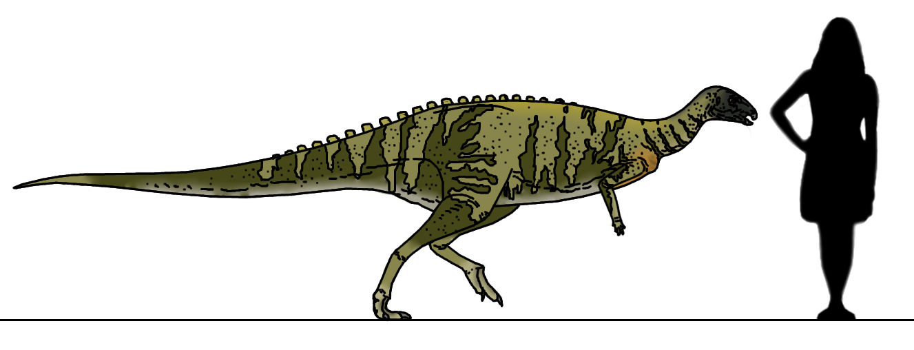 Dryosaurus Colorized By JakeSutton7 On DeviantArt