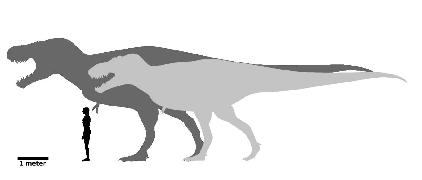 Tyrannosaurus vs Tarbosaurus by JakeSutton7 on DeviantArt