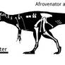 Afrovenator rigorous skeletal