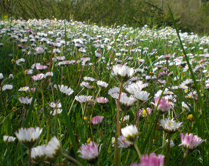 E' primavera