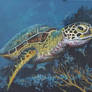 Hawkbill Sea Turtle 2