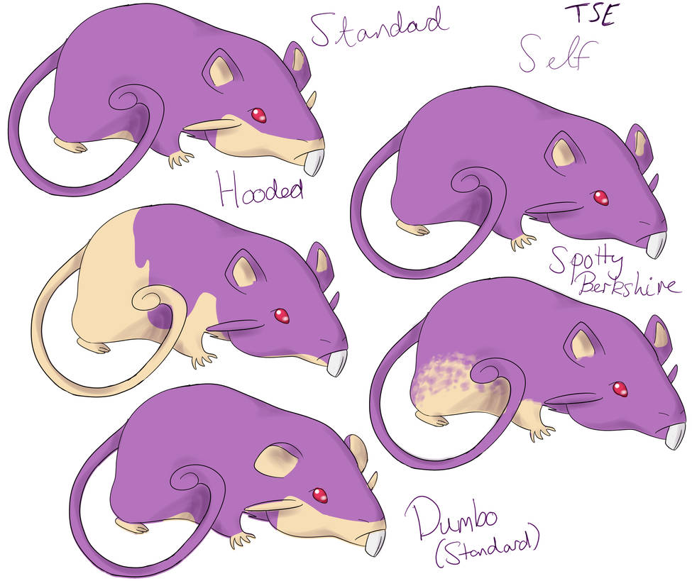Rattata Variations by TheShinyEeeveee on DeviantArt