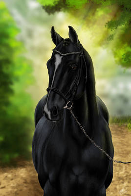 Black Beauty