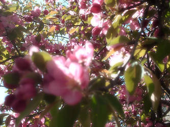 Spring Blossoms