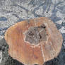 an Aspen stump...