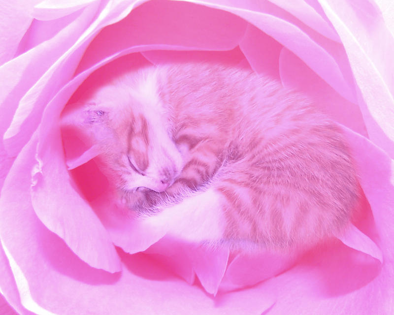 Rose cat 3