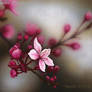 Mono No Aware