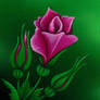 Wild Rose