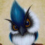 Winsome Warbler