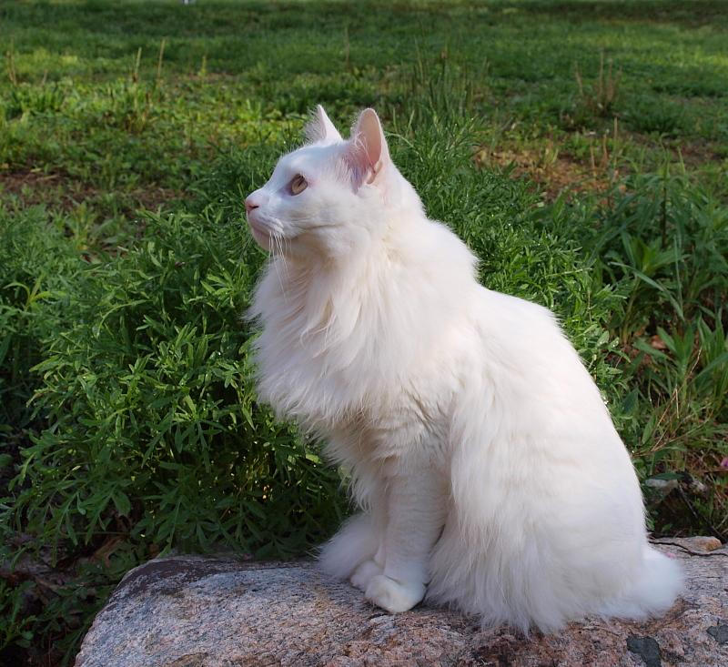Старая белая кошка. Белый кот. Шетландских кот белый. Белая кошка в профиль. Финский кот белый.