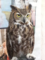 Great Horned Owl 1