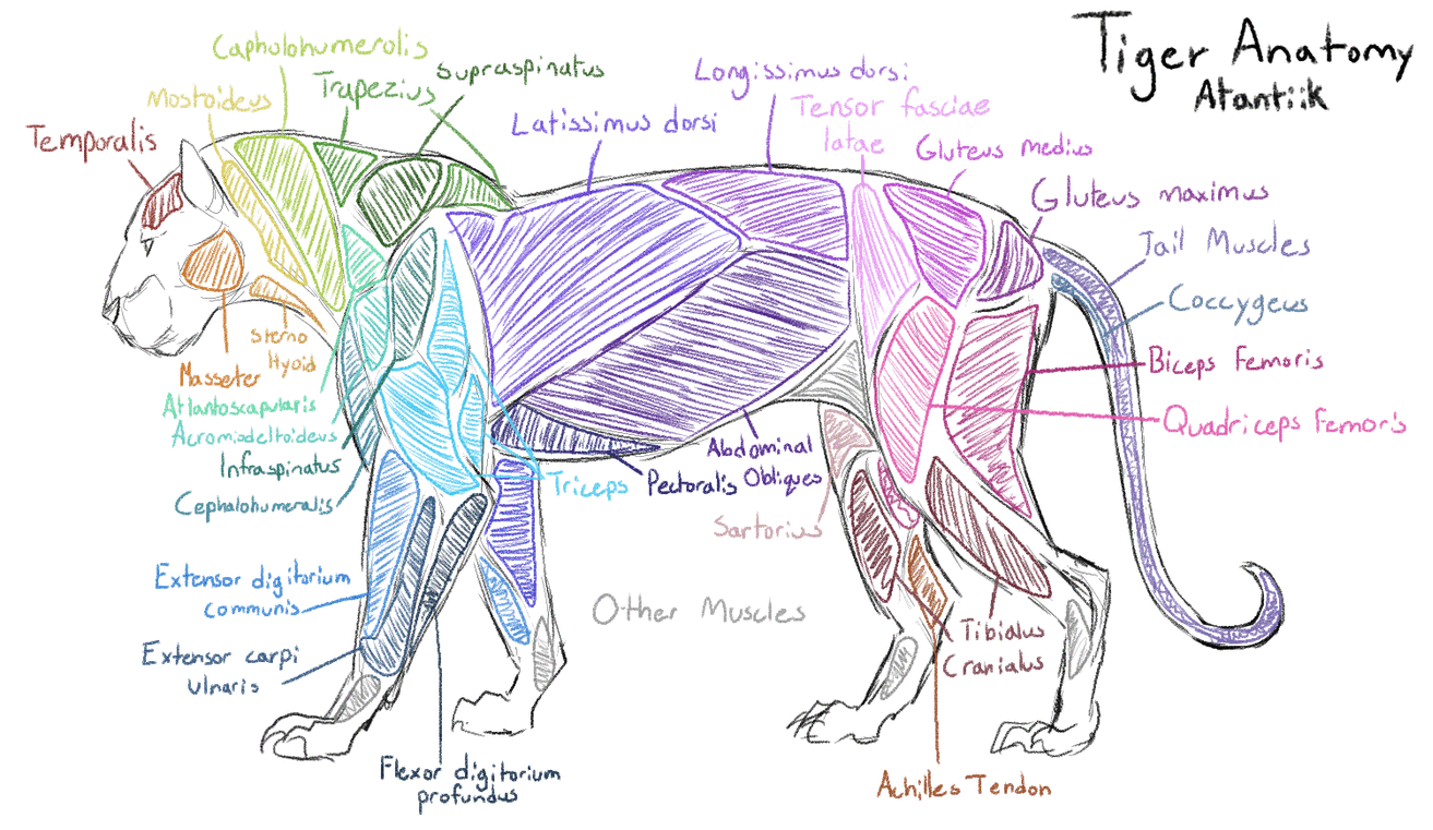 tiger anatomy study by Atlantiik on DeviantArt