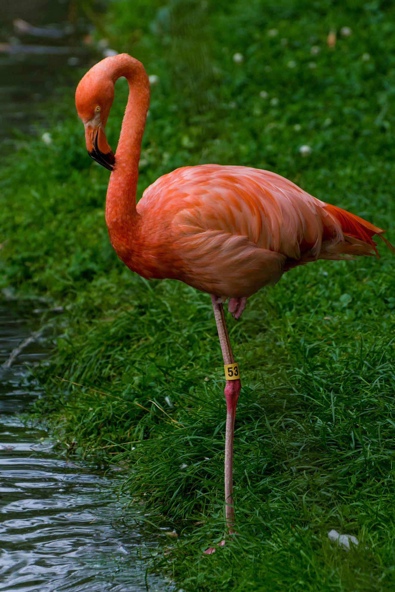 Zoo Granby 071 - American Flamingo