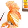 Goldfish, Watercolor