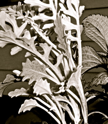 blackwhite foliage