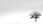lost tree by n0ngratA