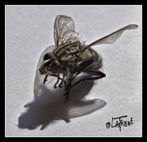 Big fly photo macro - mouche