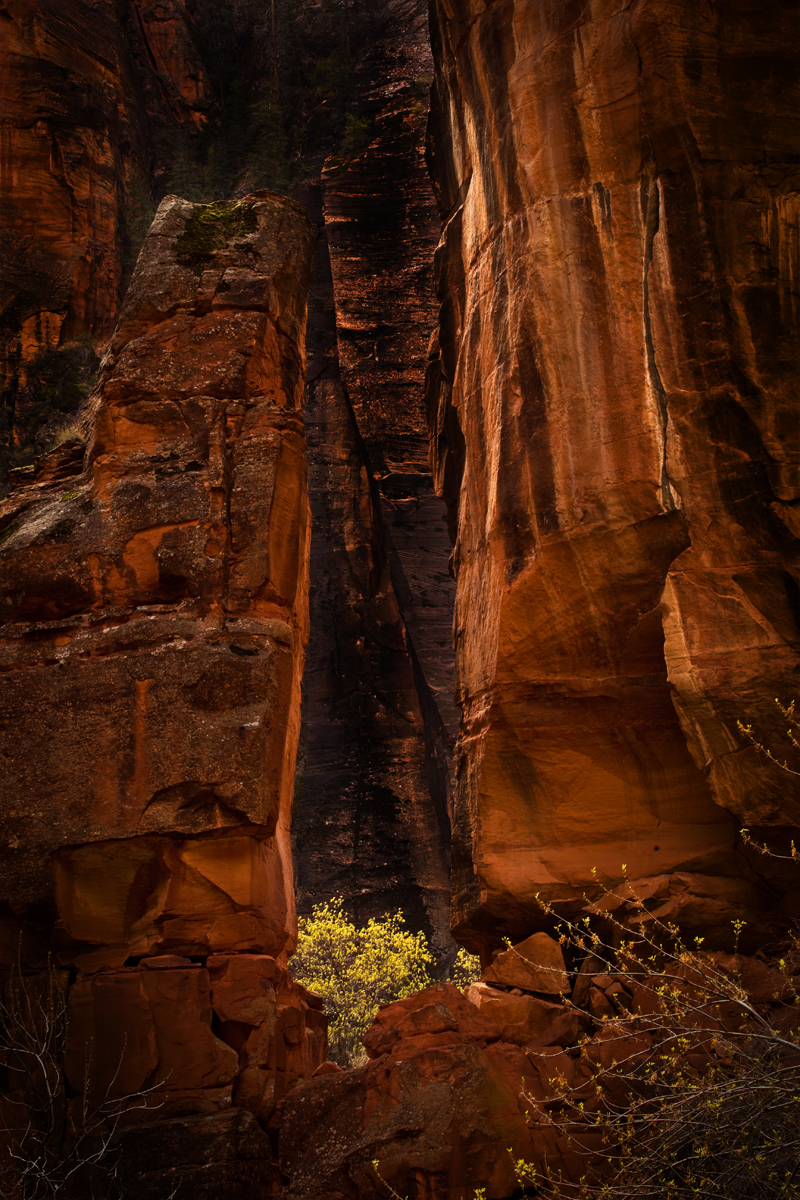 Lone Tree, Zion NP, UT