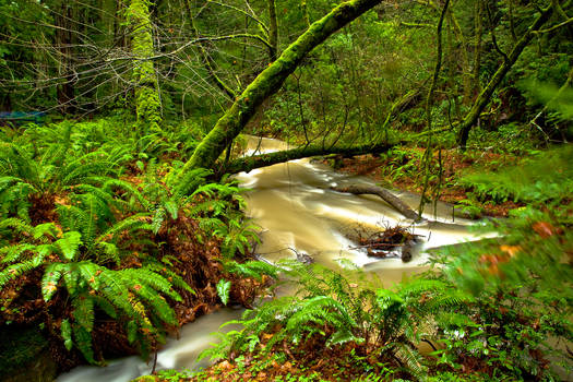 Muir Woods Creek